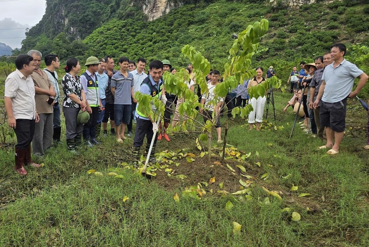 Ông Hoàng Văn Hồng, Phó Giám đốc Trung tâm Khuyến nông Quốc gia trực tiếp hướng dẫn người dân phá váng đất gốc cây na bị ngập úng. Ảnh: Hoàng Nghĩa.