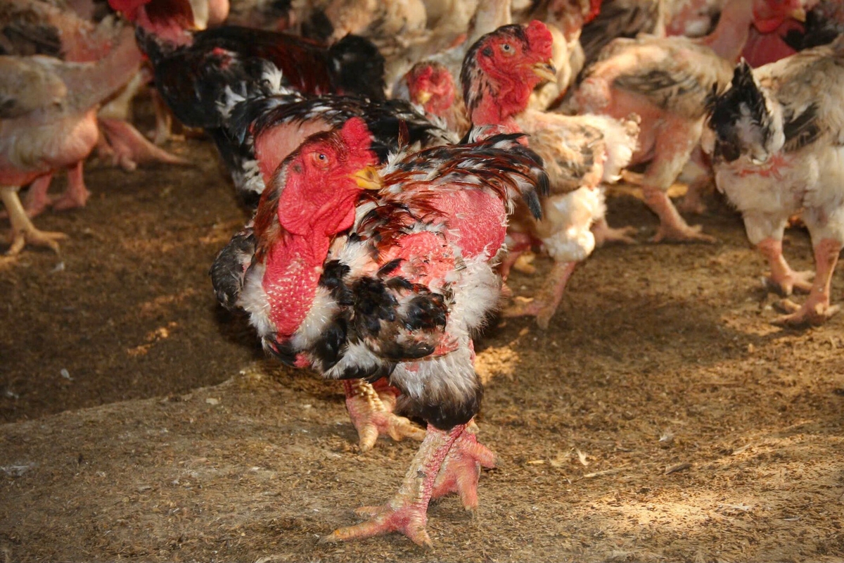 Mô hình nuôi gà lai Đông Tảo do Hội Chữ thập đỏ tỉnh Hưng Yên kết hợp Sở Khoa học và Công nghệ Hưng Yên triển khai mở ra cơ hội chăn nuôi bền vững cho bà con nông dân Hưng Yên. Ảnh: Thủy Nhi.