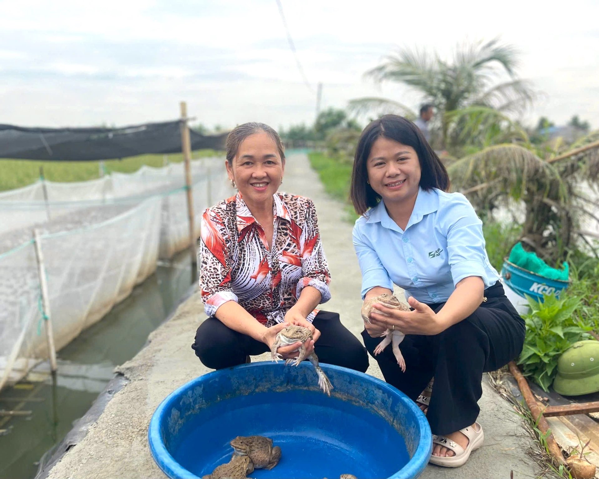 Mô hình khuyến nông nuôi ếch VietGAP kết hợp cá rô phi do Trung tâm Khuyến nông Hải Phòng triển khai mang lại hiệu quả ngoài mong đợi. Ảnh: Đinh Mười.