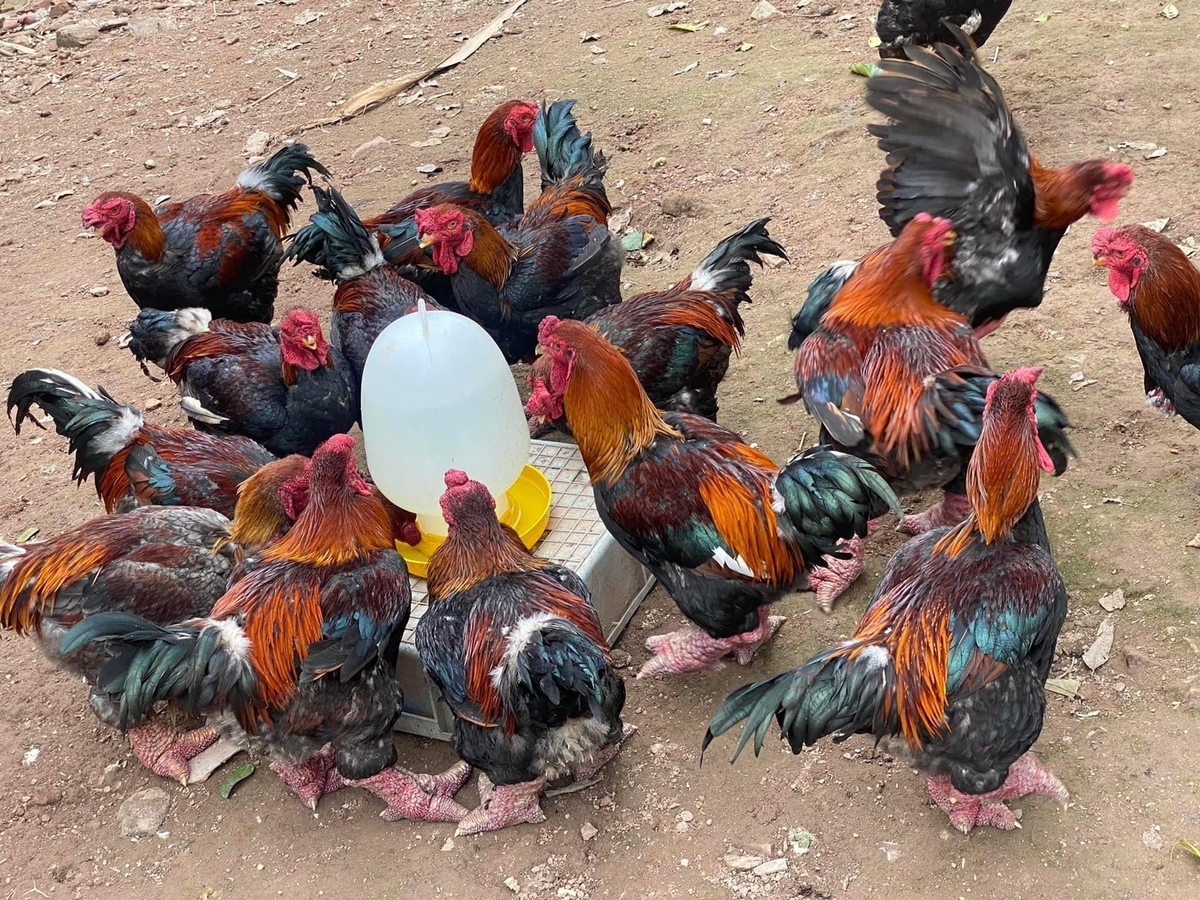 Tại thời điểm 20 tuần tuổi, theo dõi ở gà lai Đông Tảo lai là 2,5 - 2,7kg đối với con trống. Ảnh: Thủy Nhi.