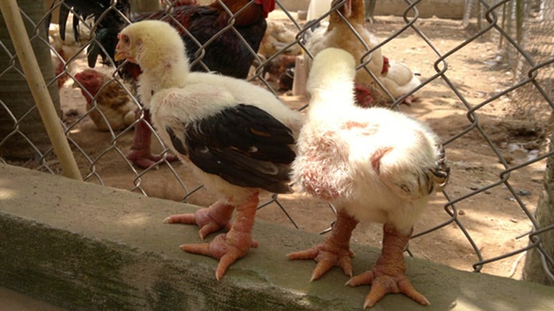 Khi gà la Đông Tảo từ 1 tháng trở ra cho ăn 2 lần/ngày theo khẩu phần ăn hàng tháng, theo khối lượng. Ảnh: Thủy Nhi.