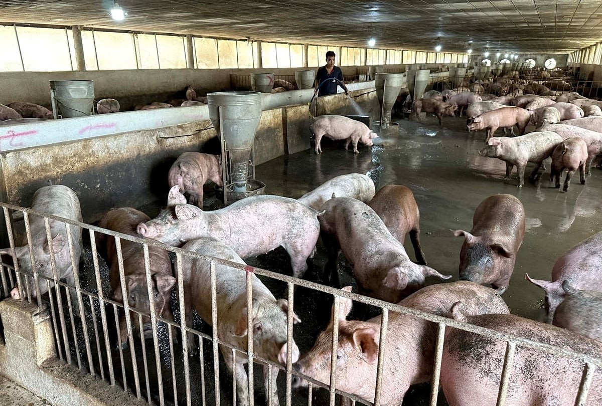 Nhiều trang trại vừa và nhỏ đang tồn tại tình trạng ASF lưu hành dai dẳng. Ảnh: Sơn Trang.