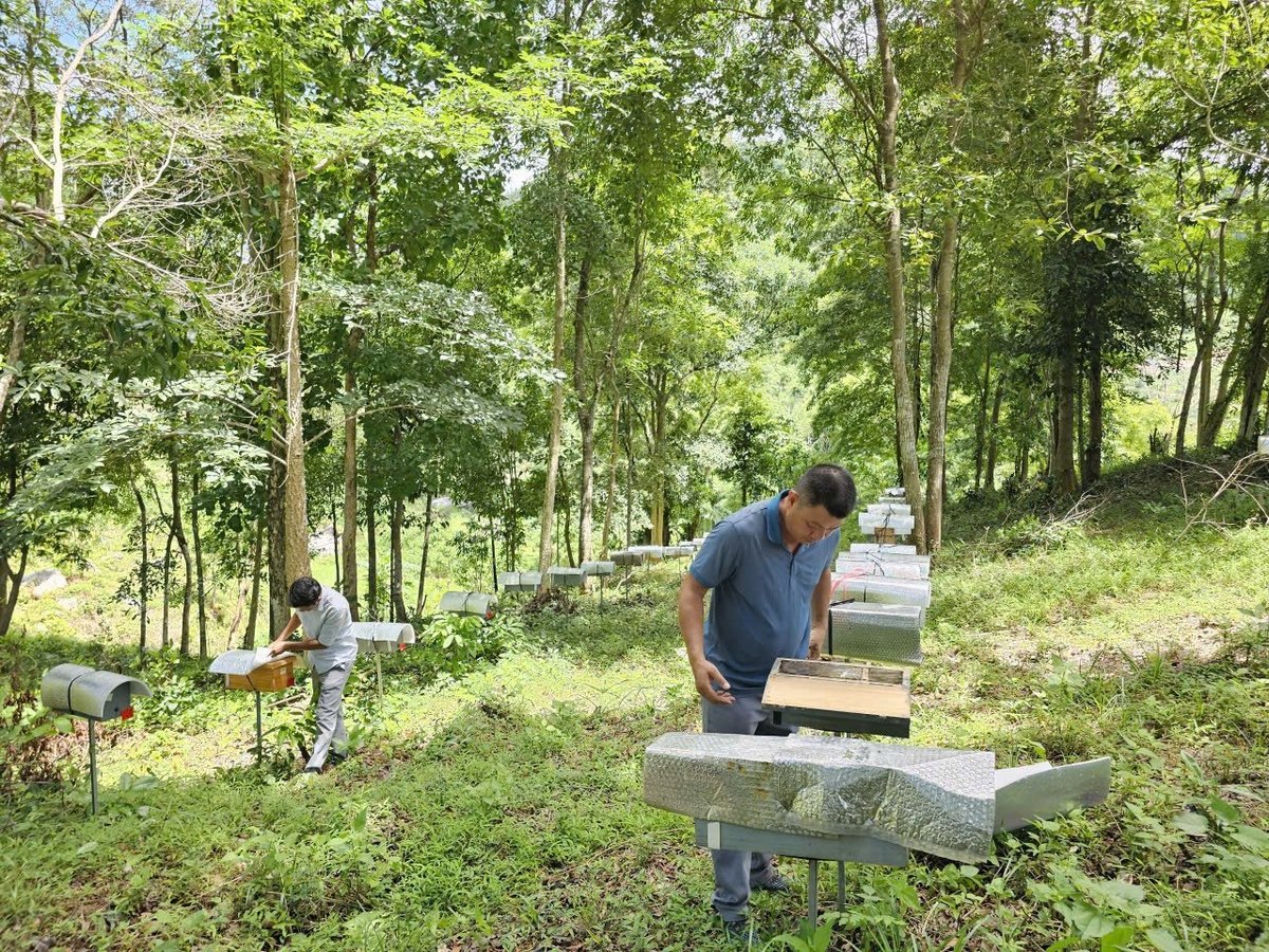 Các tổ ong dú được nuôi ở dưới tán rừng trong trang trại Sản Việt Farm. Ảnh: Kim Sơ. Các tổ ong dú được nuôi ở dưới tán rừng trong trang trại Sản Việt Farm. Ảnh: Kim Sơ.