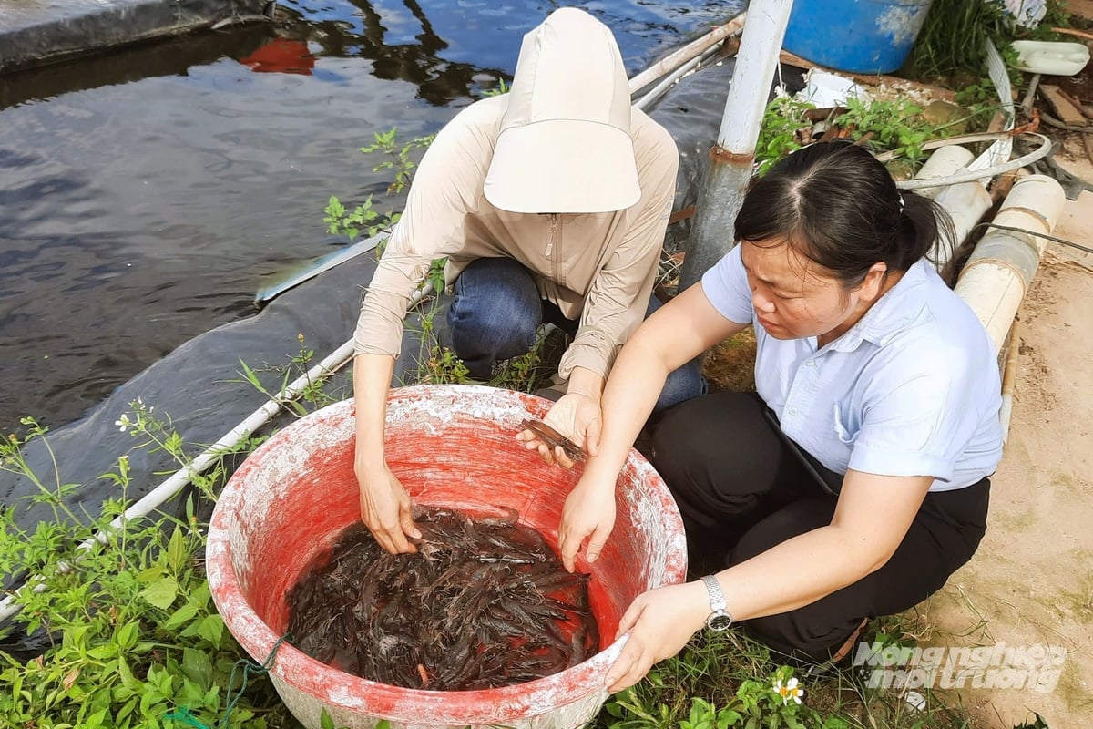 Nuôi tôm 2 giai đoạn là giải pháp bền vững ở vùng nuôi ven sông. Ảnh: Võ Dũng.