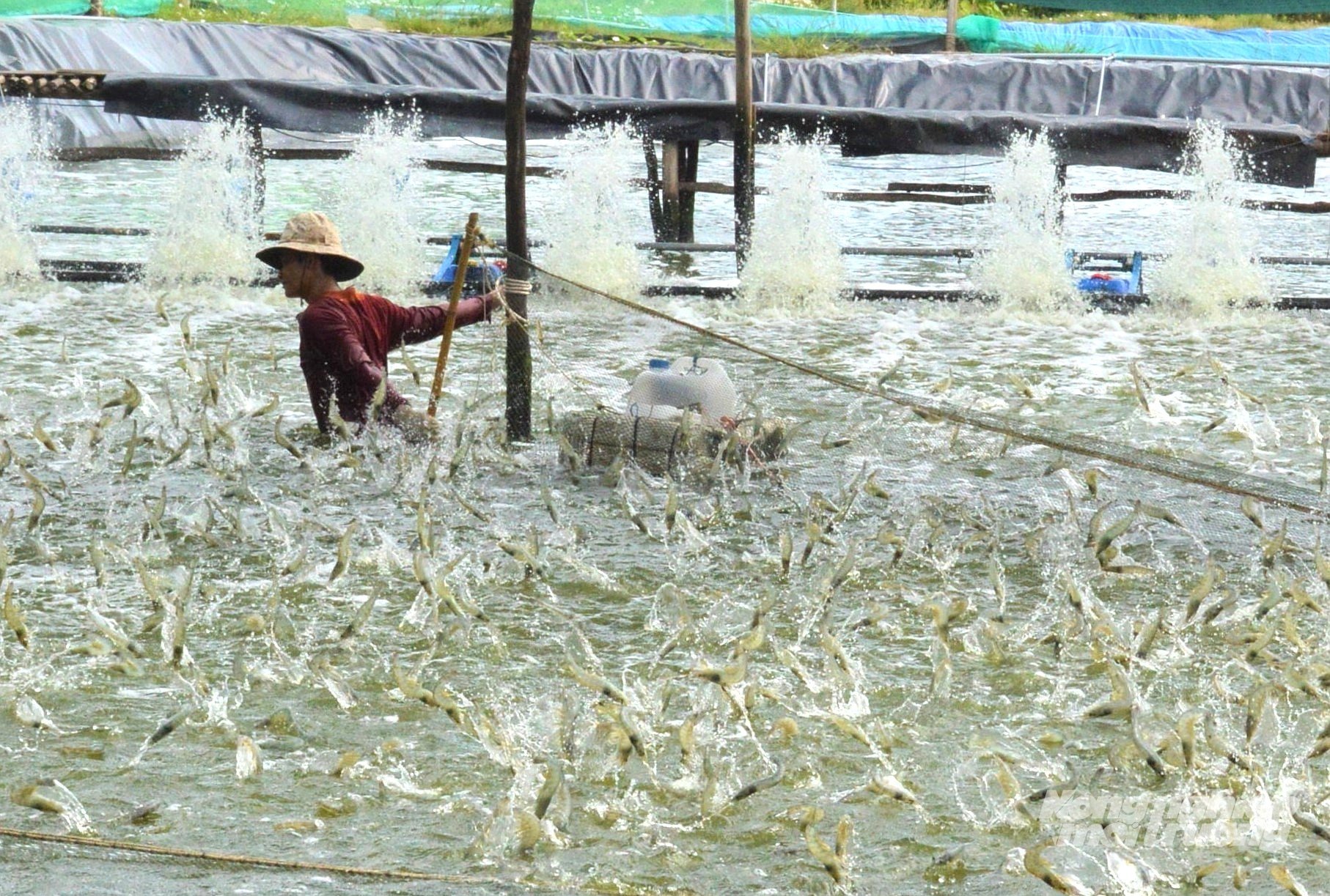 Vùng ven biển An Giang thuận lợi cho phát triển nuôi tôm nước lợ, cả với hình thức nuôi sinh thái tôm - lúa và nuôi thâm canh ứng dụng công nghệ cao. Ảnh: Trung Chánh. Vùng ven biển An Giang thuận lợi cho phát triển nuôi tôm nước lợ, cả với hình thức nuôi sinh thái tôm - lúa và nuôi thâm canh ứng dụng công nghệ cao. Ảnh: Trung Chánh.