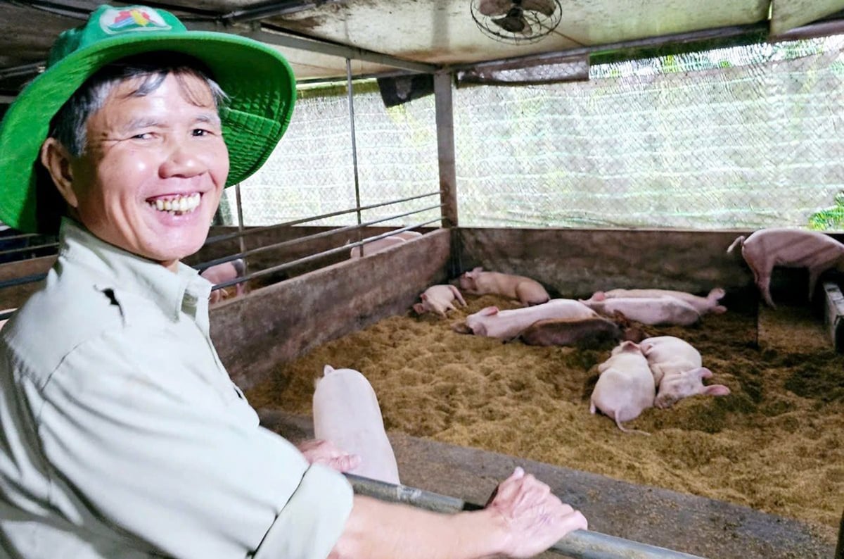 Ông Nguyễn Văn Lịch bên đàn lợn được chăn nuôi theo hướng hữu cơ, an toàn sinh học. Ảnh: Văn Dinh.