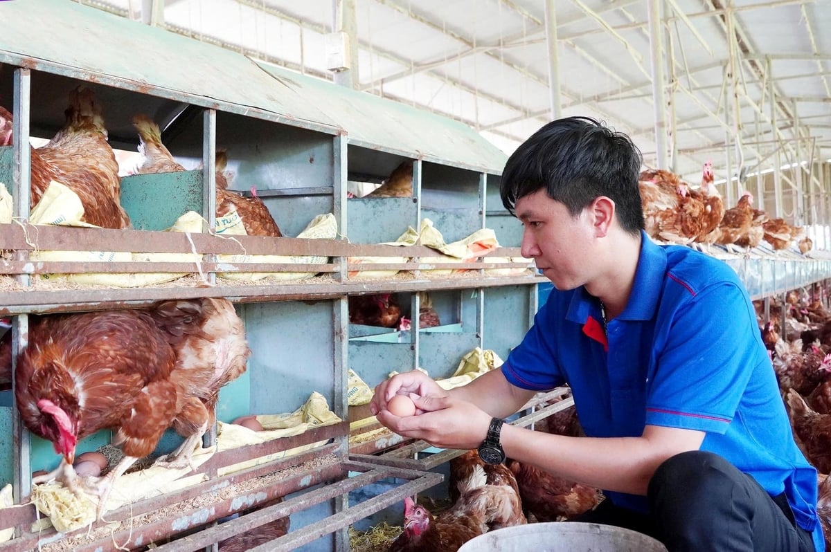 Thu hoạch trứng gà tại một trại gà đẻ theo tiêu chuẩn nhân đạo. Ảnh: Nguyễn Thủy. Thu hoạch trứng gà tại một trại gà đẻ theo tiêu chuẩn nhân đạo. Ảnh: Nguyễn Thủy.