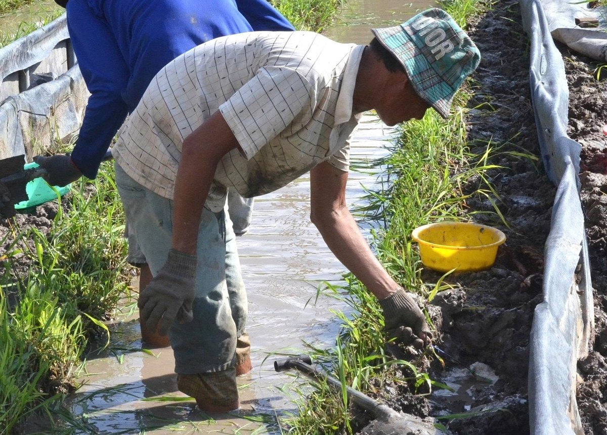 Vớt trứng lươn. Ảnh: Minh Đảm.