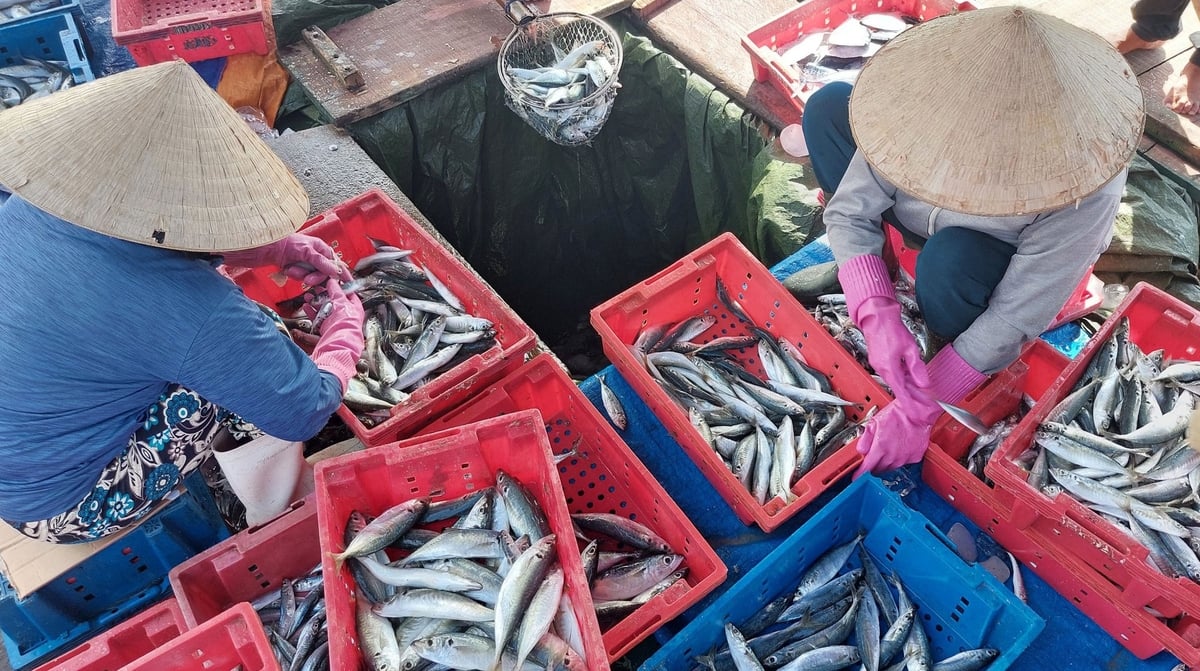 Việc đầu tư, nâng cấp các công trình ngành thủy sản giúp ngư dân ổn định kinh tế, phát triển bền vững nghề cá. Ảnh: Văn Dinh.