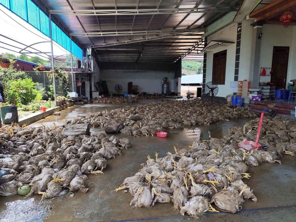 Gà chết la liệt tại trại gà của bà Trần Thị Mùi, xóm Gốc Vối 2 (phường Linh Sơn). Ảnh: Ngọc Tú.