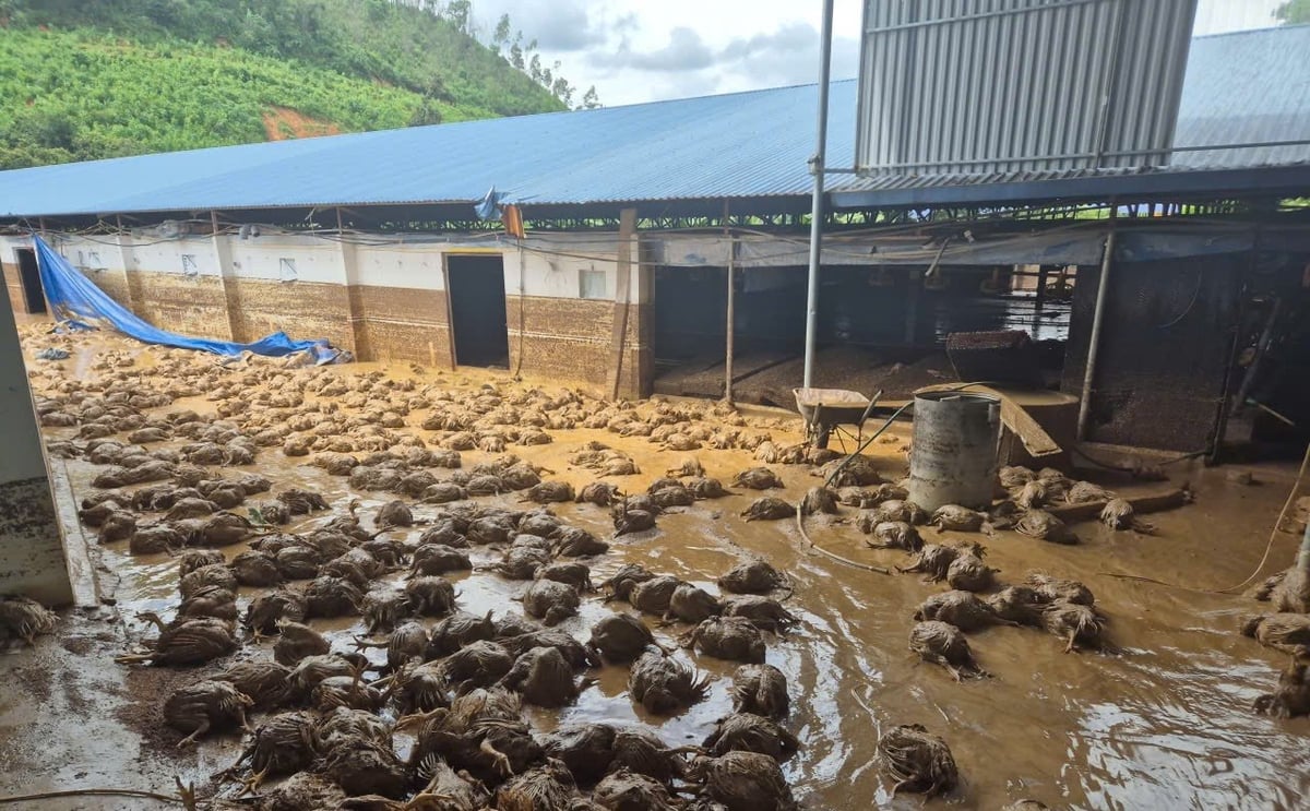 Sau lũ, vấn đề xử lý môi trường tại các trại gà trở nên rất cấp thiết. Ảnh: NT.