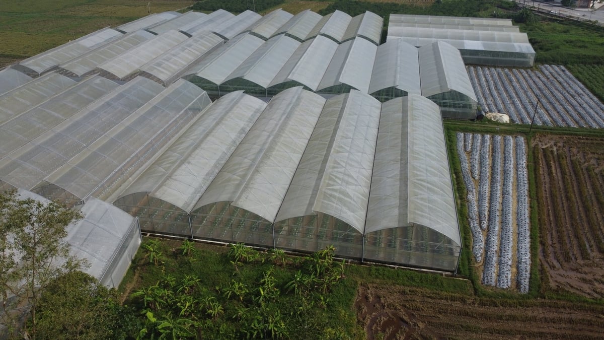 Hệ thống nhà màng của HTX nông nghiệp Thiệu Hưng. Ảnh: Thanh Tâm.