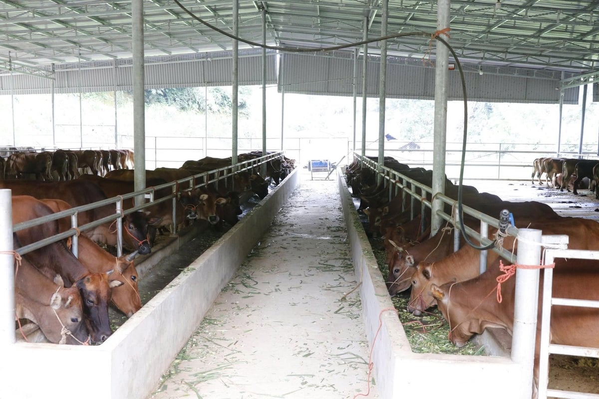 Trại nuôi trâu, bò của vợ chồng chị Nông Thị Xoa và anh Giàng Văn Tiến. Ảnh: Ngọc Tú.