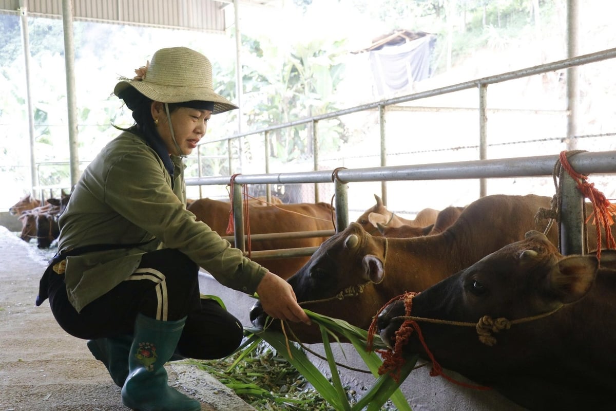 Thức ăn nuôi trâu, bò chủ yếu là cỏ voi được người dân trồng ở đất soi bãi. Ảnh: Ngọc Tú.