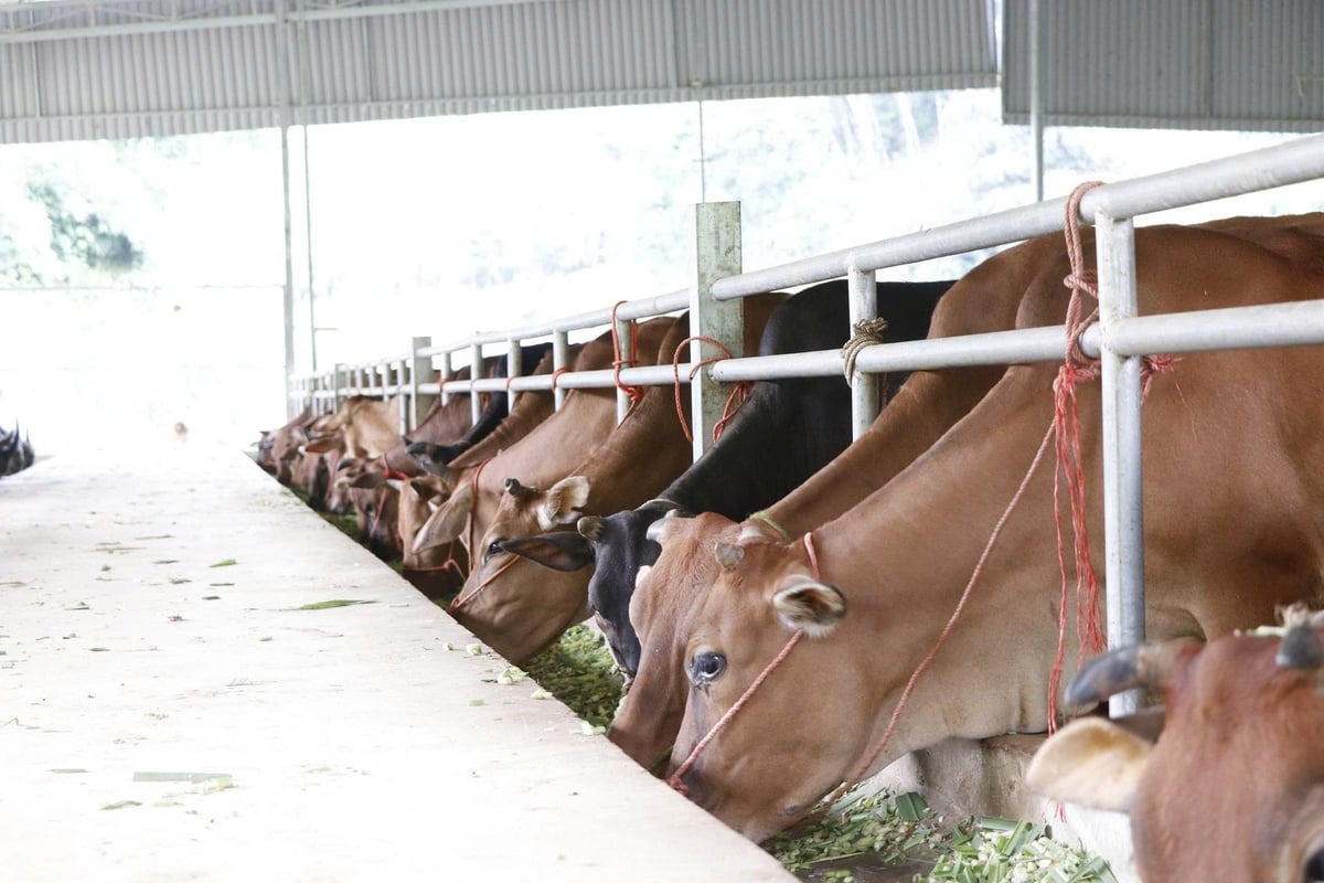 Nuôi trâu, bò vỗ béo hoặc sinh sản mang lại lợi nhuận tốt cho người dân ở xã Nghiên Loan, tỉnh Thái Nguyên. Ảnh: Ngọc Tú.