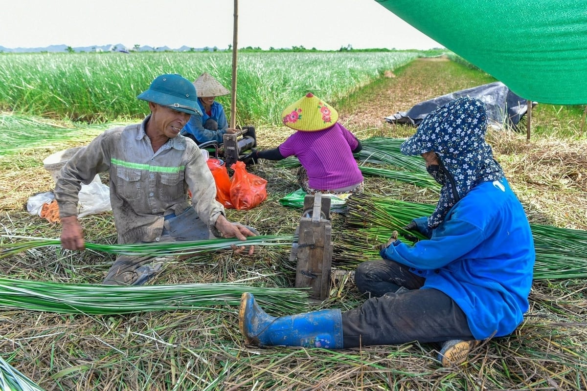 Nghề trồng cói, chế biến cói tạo được việc làm cho các lao động lớn tuổi ở địa phương. Ảnh: Thanh Tâm.