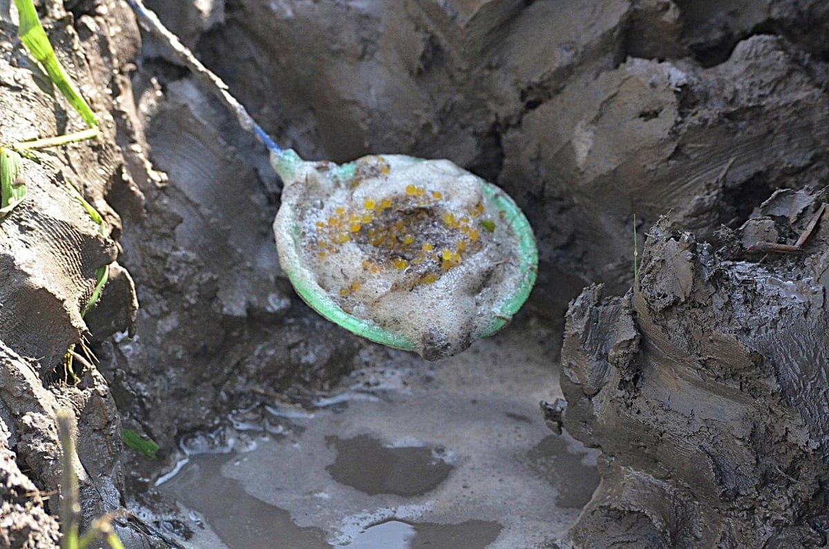 Trứng lươn hiện có giá 6-7 triệu đồng/kg. Ảnh: Minh Đảm.