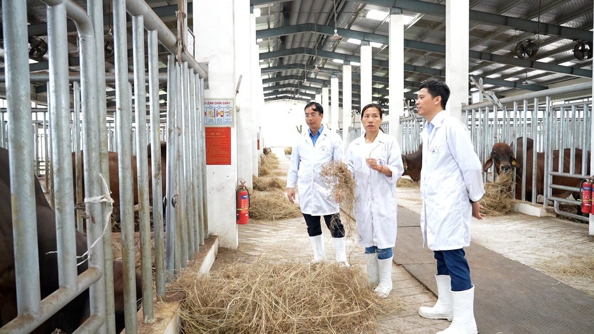 Giống cỏ Pangola giàu dưỡng chất được sử dụng làm thức ăn cho bò. Ảnh: An Khang.