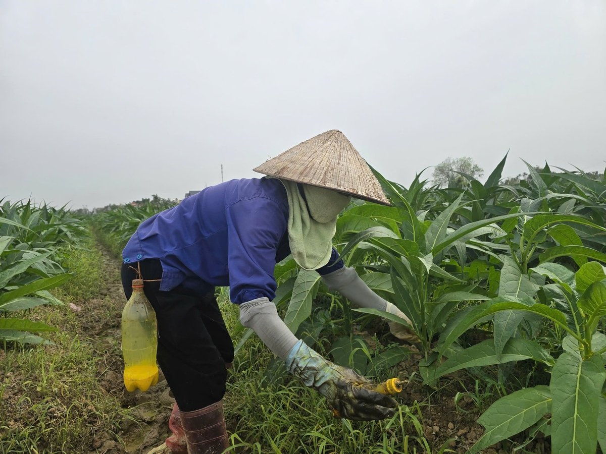 Trồng cây thuốc lào mang lại lợi nhuận cho người dân từ 15-20 triệu đồng mỗi sào. Ảnh: Đinh Mười.