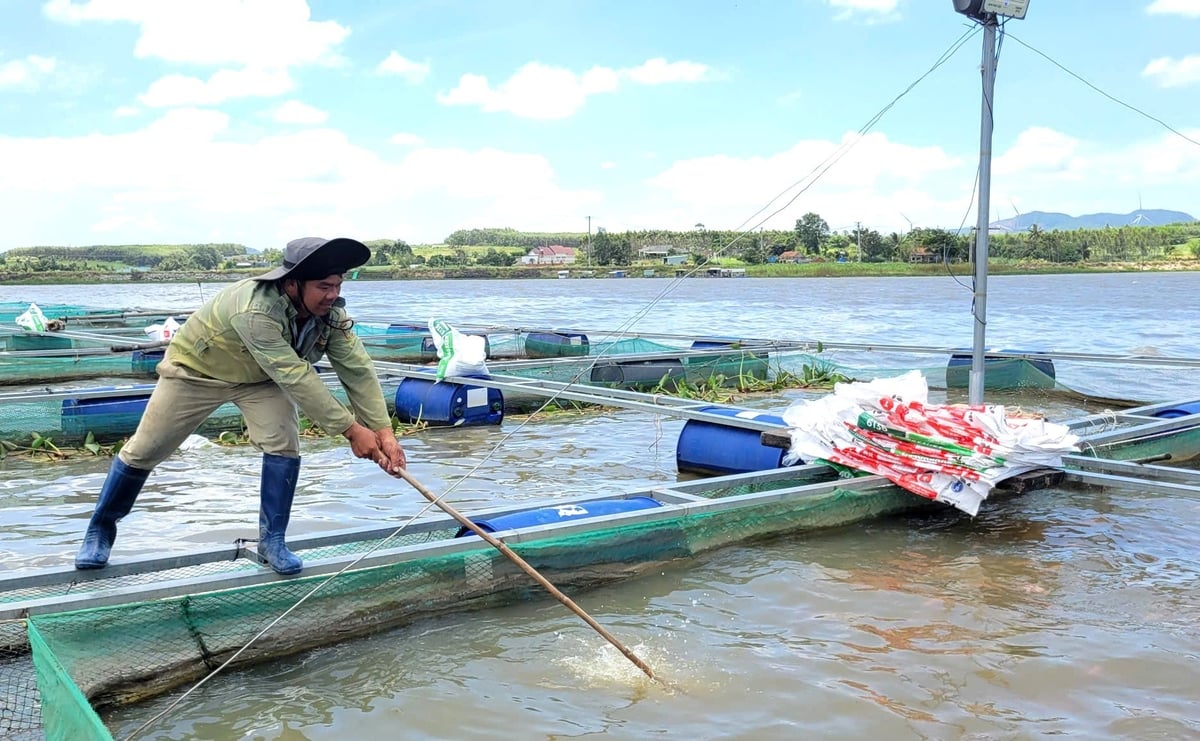 Nuôi cá lồng bè giúp gia đình ông Nguyễn Văn Long có nguồn thu nhập ổn định. Ảnh: Tuấn Anh.