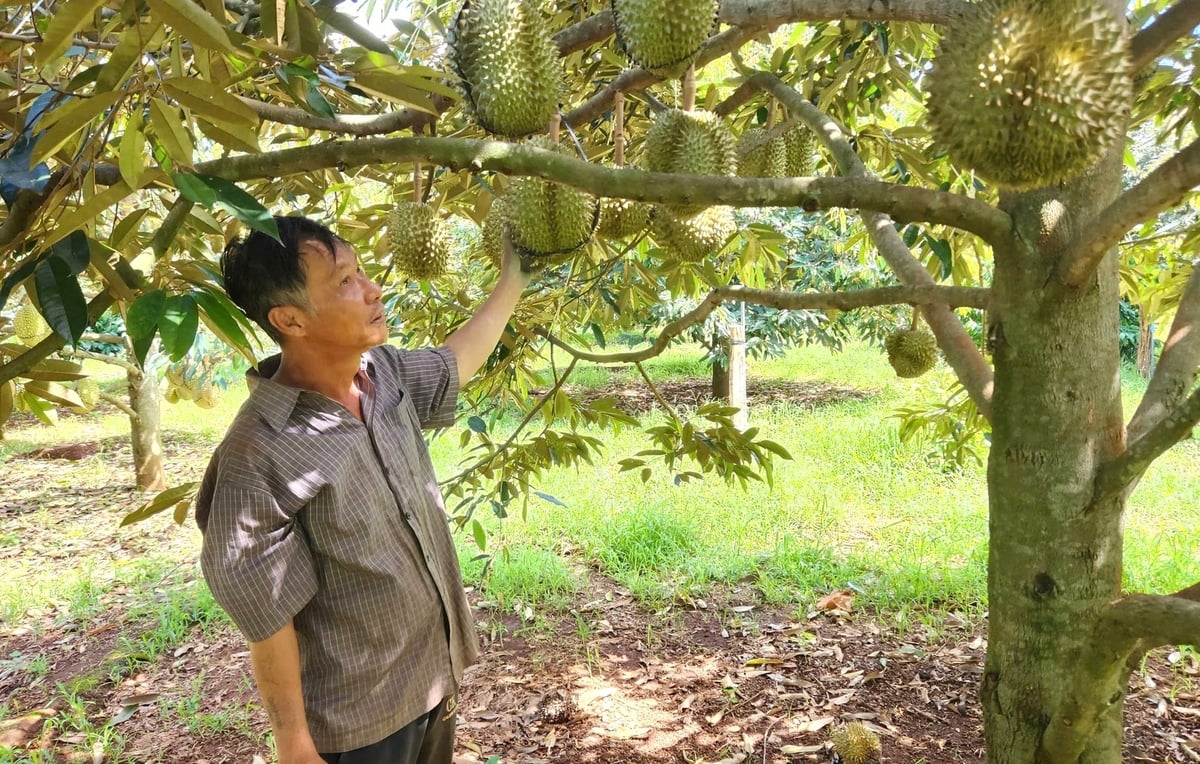 Sầu riêng là cây trồng chủ lực của tỉnh Gia Lai được cấp mã số vùng trồng phục vụ xuất khẩu. Ảnh: Tuấn Anh.