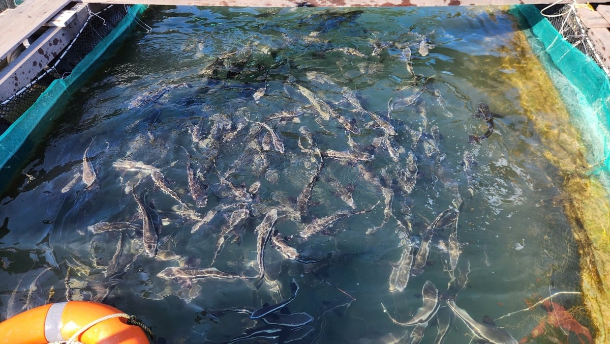 Mô hình nuôi cá biển của HTX Cường Long (đặc khu Vân Đồn) cho hiệu quả kinh tế cao. Ảnh: Nguyễn Thành.