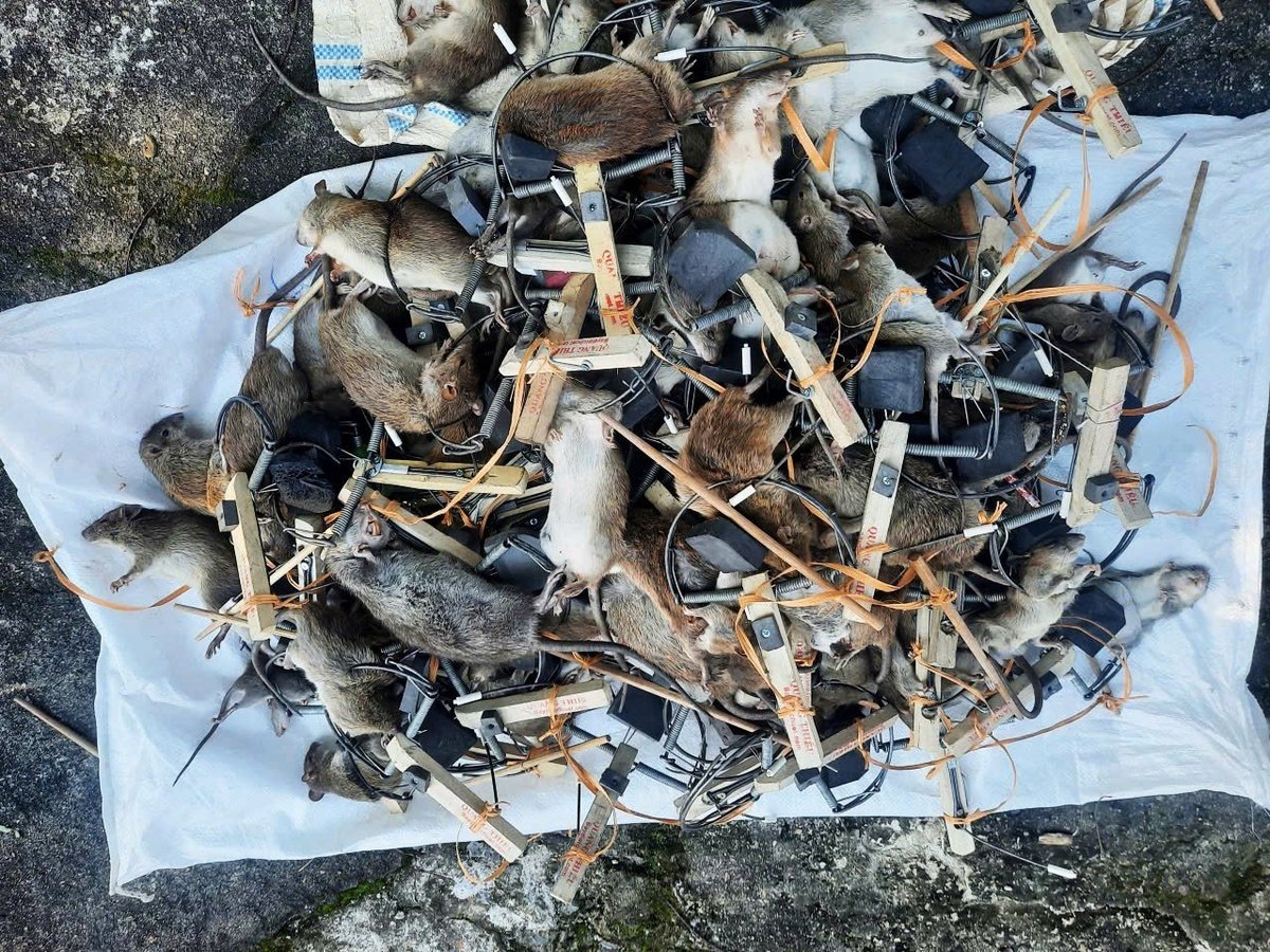 Thành quả sau một đêm diệt chuột. Ảnh: HTX cung cấp. Thành quả sau một đêm diệt chuột. Ảnh: HTX cung cấp.