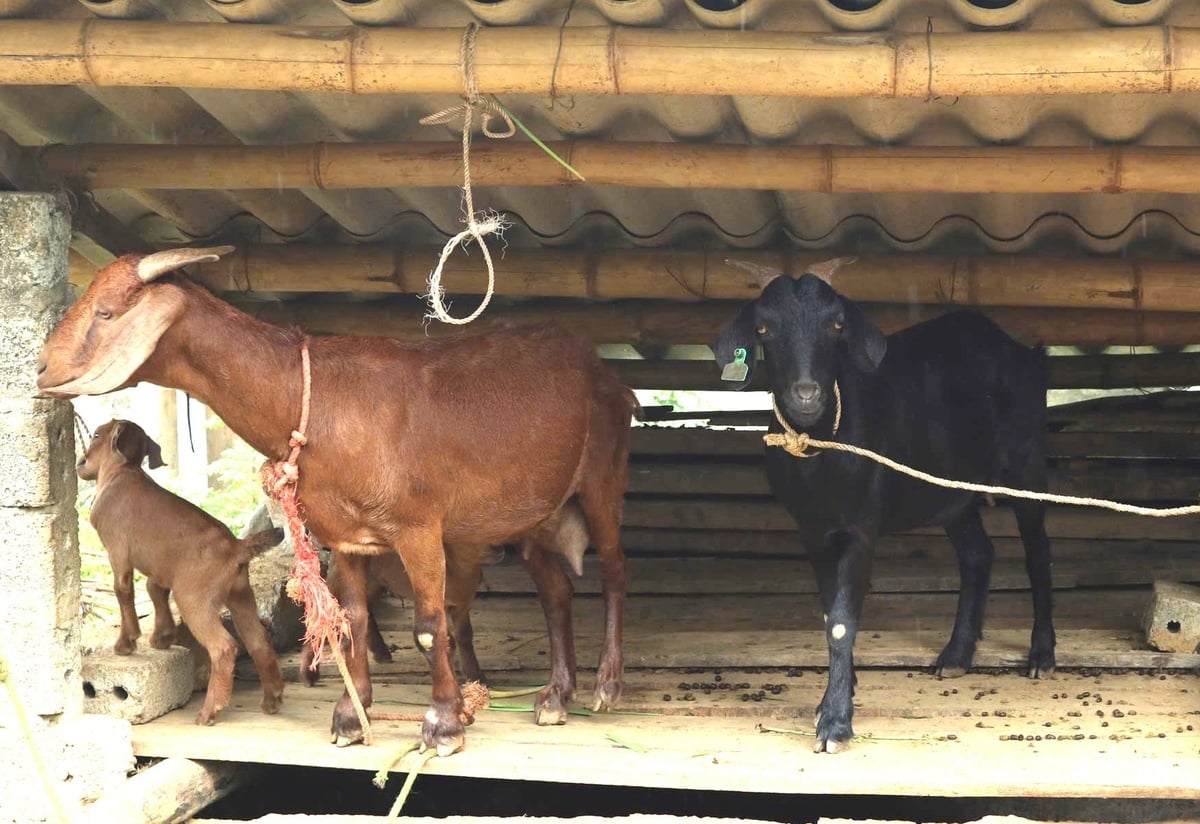 Nuôi dê sinh sản giúp đồng bào vùng cao phát triển sinh kế, tăng thu nhập, góp phần giảm nghèo bền vững. Ảnh: Trung Dũng.