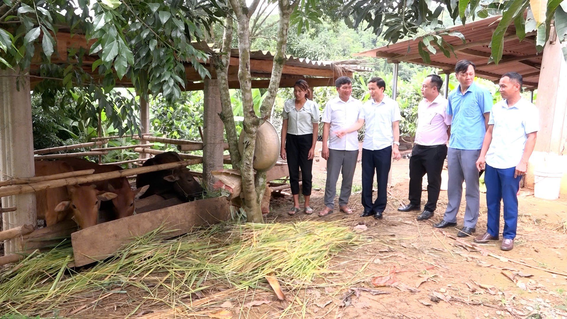 Ngân hàng Chính sách xã hội tỉnh Sơn La kiểm tra, đánh giá hiệu quả mô hình nuôi bò nhốt chuồng tại xã Mường Giôn. Ảnh: Nguyễn Nga.