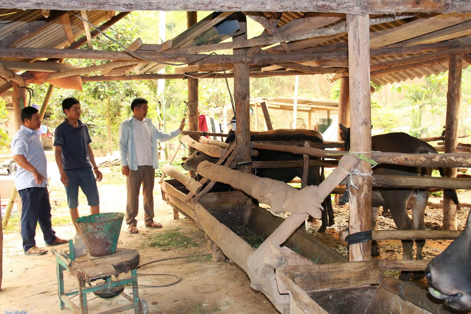 Mô hình nuôi bò nhốt chuồng của hộ ông Lò Văn Quốc cho thu nhập ổn định. Ảnh: Nguyễn Nga.