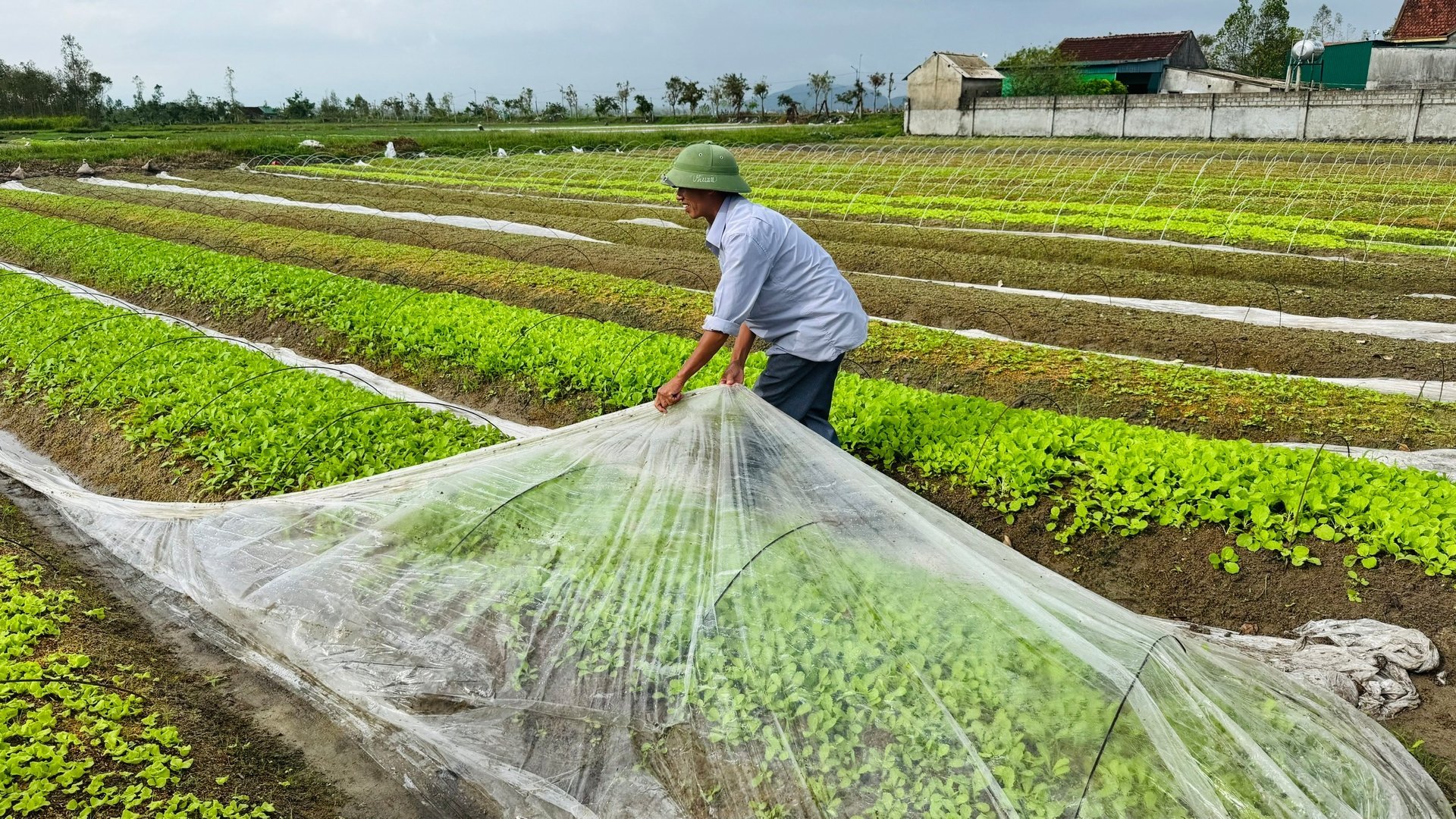 Ngay sau bão lũ, nhiều tỉnh phía Bắc đã khẩn trương khôi phục sản xuất, tăng tốc sản xuất vụ đông để bù đắp thiệt hại, kịp thời cung cấp sản phẩm cho thị trường. Ảnh: Ánh Nguyệt.
