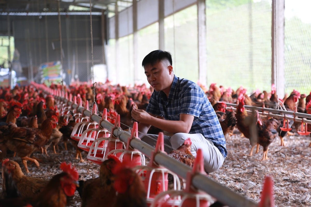 Trang trại được đầu tư theo hướng hiện đại, ứng dụng thiết bị tự động nhằm giảm sức lao động và hạn chế rủi ro dịch bệnh. Ảnh: Thanh Ngà.