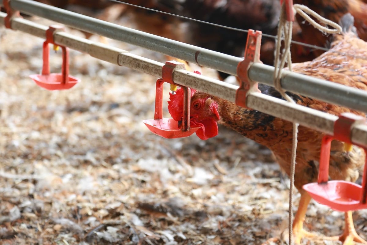 Máng nước cho gà được tự động hóa. Ảnh: Thanh Ngà.