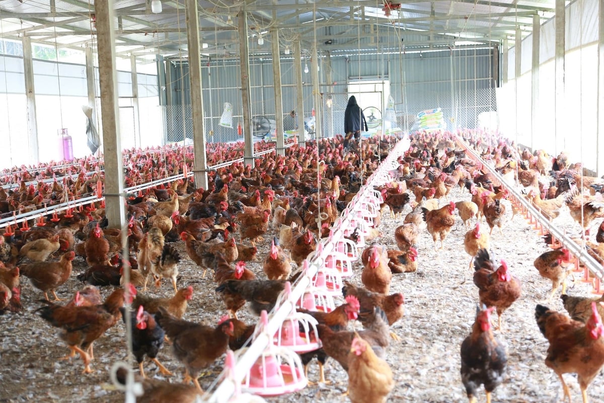 Ông Dũng đã xây dựng 12 trang trại chăn nuôi theo mô hình hiện đại, trong đó trang trại đặt tại thôn Hồng Tiến, xã Quy Mông là một trong những điểm chăn nuôi lớn với quy mô khoảng 16.000 con gà mỗi lứa. Ảnh: Thanh Ngà.