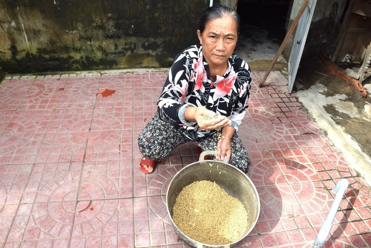Bà Nguyễn Thị Sương ở thôn Tư Cung cũng có lúa bị ngập lũ, dù đã được hong gió nhưng vẫn bị nảy mầm. Ảnh: V.Đ.T.