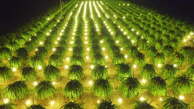 Thanh long trồng theo quy trình giảm phát thải, như sử dụng đèn LED tiết kiệm điện, tưới nước nhỏ giọt, bón phân hợp lý và hạn chế thuốc bảo vệ thực vật, không chỉ có chất lượng đồng đều mà còn bảo quản tốt hơn khi vận chuyển đi xa. Ảnh: Phương Chi. 