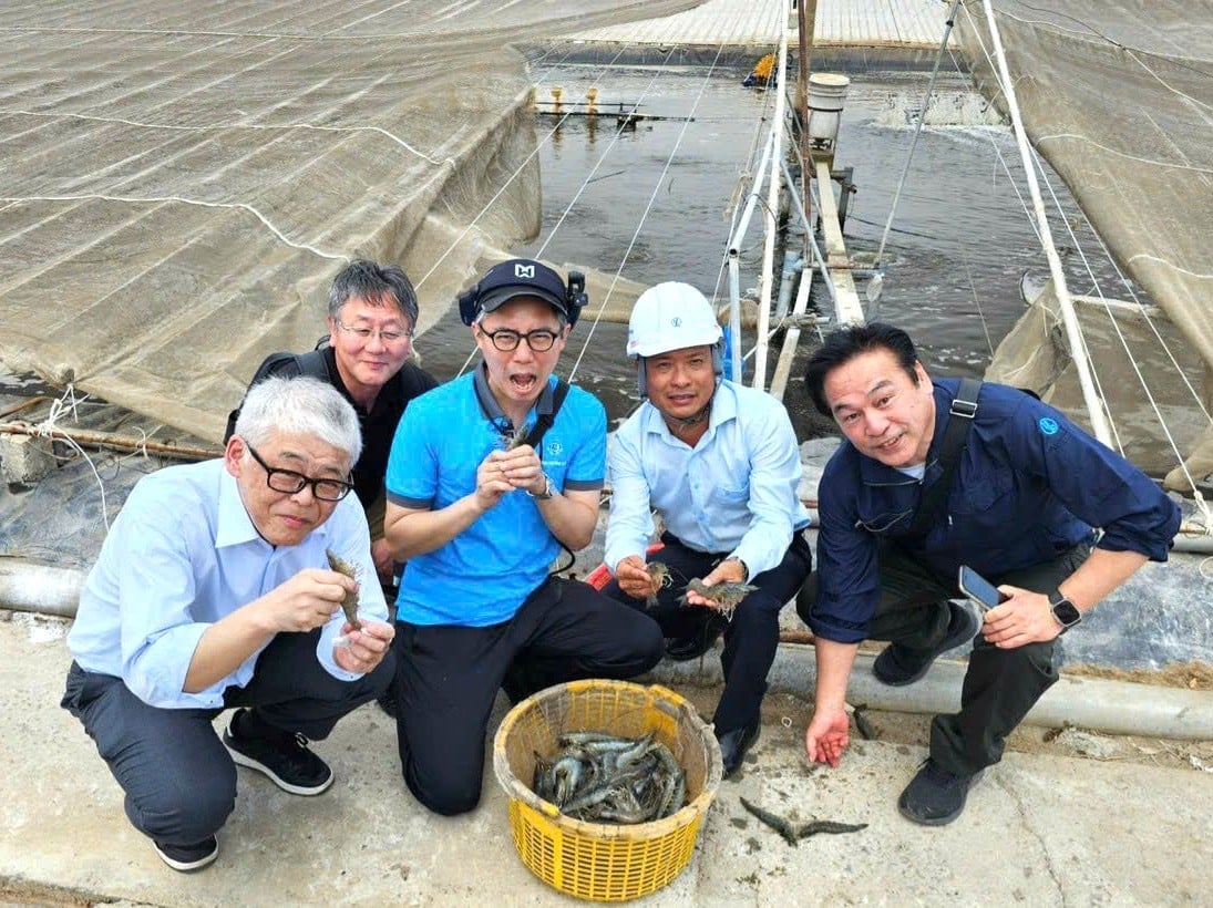 Đối tác Nhật Bản tham quan mô hình nuôi tôm tiết kiệm năng lượng tại farm nuôi của anh Tuấn. Ảnh: Minh Đảm. Đối tác Nhật Bản tham quan mô hình nuôi tôm tiết kiệm năng lượng tại farm nuôi của anh Tuấn. Ảnh: Minh Đảm.
