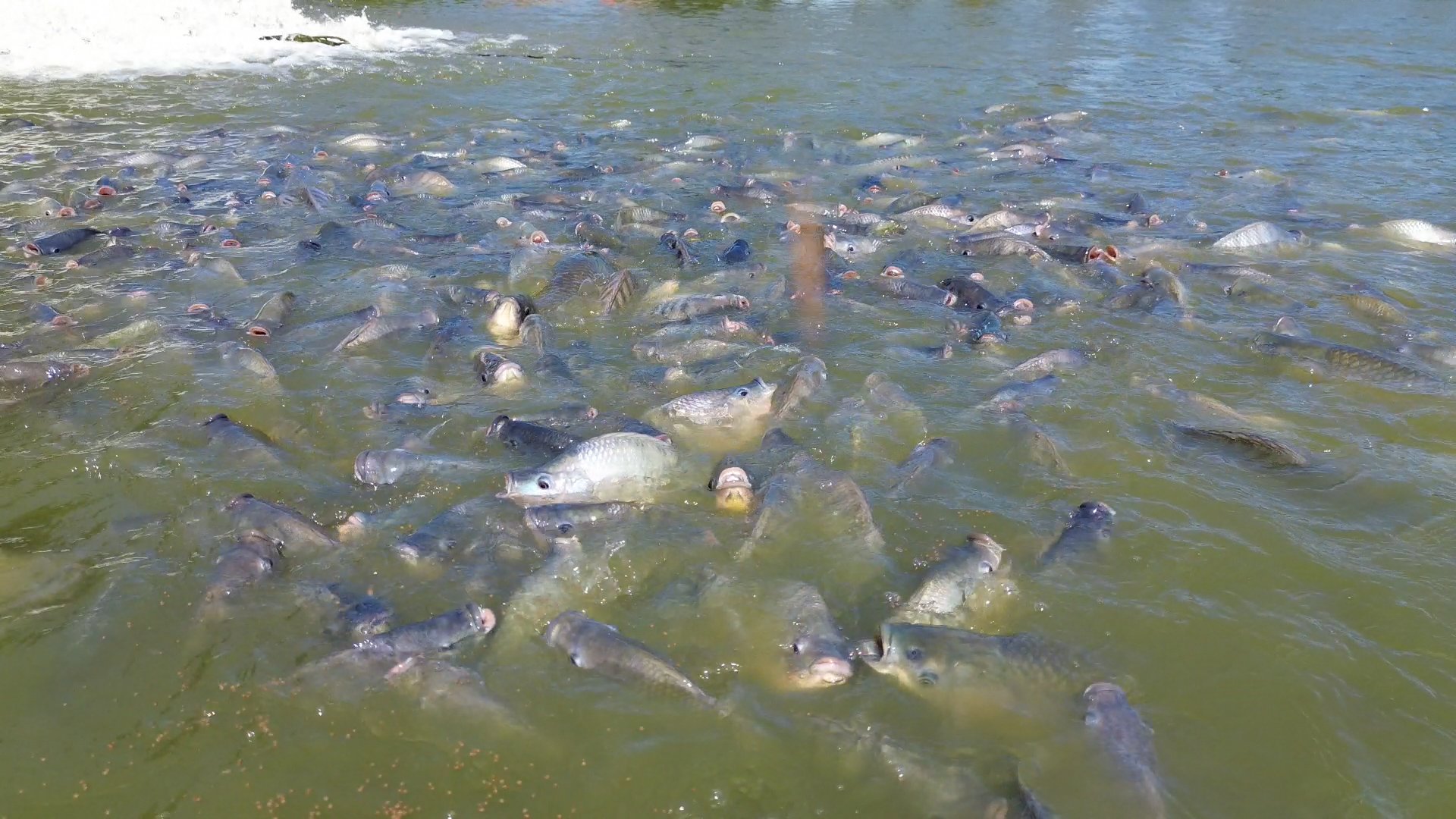 Các thị trường tiêu thụ cá rô phi lớn nhất hiện nay, gồm: Hoa Kỳ, Liên minh châu Âu (EU), Trung Đông và các quốc gia Nam Mỹ. Ảnh: Duy Học.