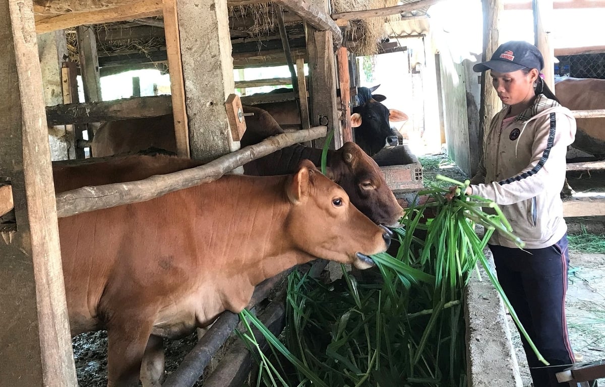 Đàn bò chất lượng cao đã giúp ngành chăn nuôi bò ở tỉnh Bình Định (nay là phía đông Gia Lai) có thu nhập ổn định. Ảnh: V.Đ.T.