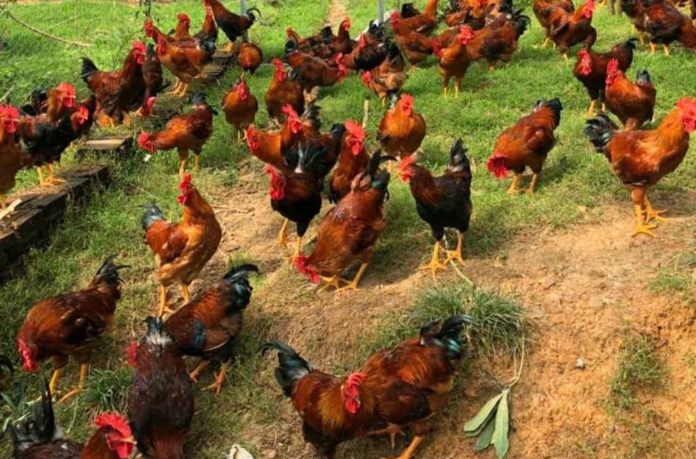 Tỉnh đang triển khai Dự án 'Xây dựng mô hình sản xuất con giống gà nhiều cựa huyện Tân Sơn từ nguồn gen đã chọn lọc', bảo tồn giống bản địa và phát triển sản phẩm đặc sản địa phương. Ảnh: Bảo Hà.