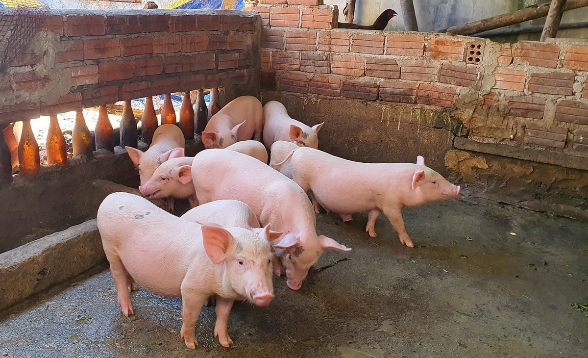 Tại Quảng Ngãi hiện giá heo hơi đang giao động ở mức giá từ 47.000 - 52.000 đồng/kg. Ảnh: L.K.