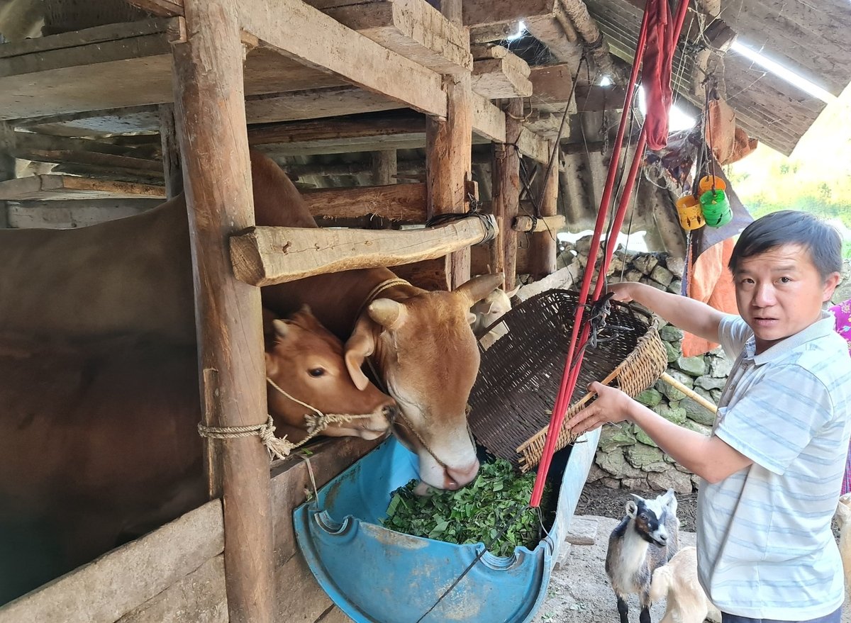 Nuôi trâu, bò vỗ béo giúp nâng cao hiệu quả kinh tế cho người vùng cao ở Tuyên Quang. Ảnh: Đào Thanh.