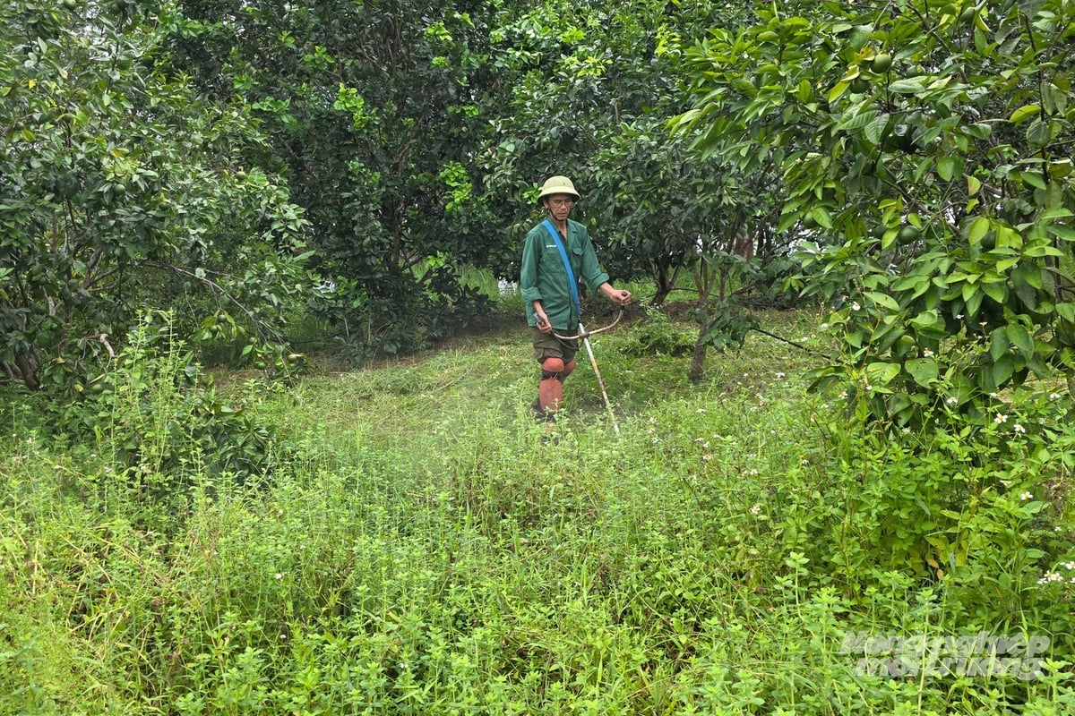 Các giải pháp canh tác bền vững được thực hiện tại mô hình áp dụng IPHM trên cây cam ở xã Bến Quan. Ảnh: Võ Dũng.