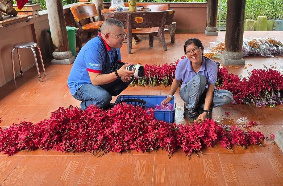 Sơ chế, bảo quản và đóng gói lan chuẩn bị xuất đi Campuchia. Ảnh: Văn Bầu.