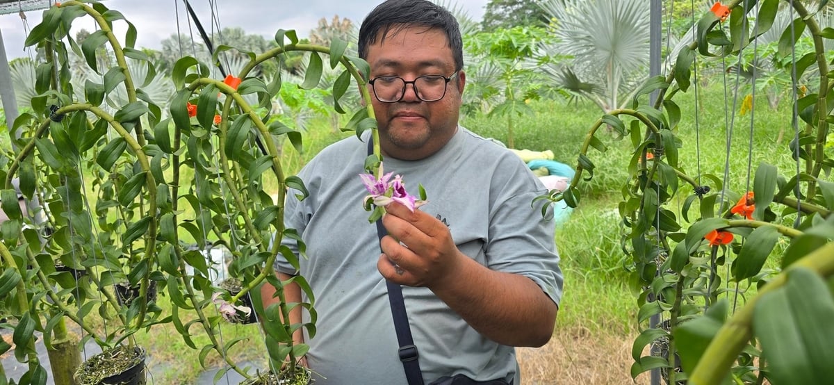 Đây lả một khu vườn lan khác của chị Huyền, giống lan tại đây có tên là Chớp Mỹ. Vườn lan này sẽ kích bông trước Tết Nguyên Đán khoảng 2,5 tháng để bán Tết. Ảnh: Phúc Lập.