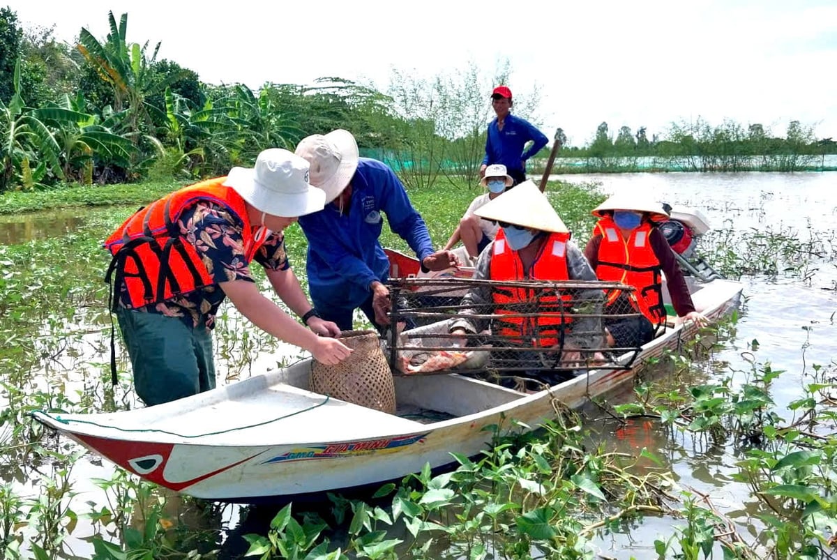 Mô hình trữ cá kết hợp khai thác du lịch trải nghiệm mùa nước nổi. Ảnh: Minh Sáng.