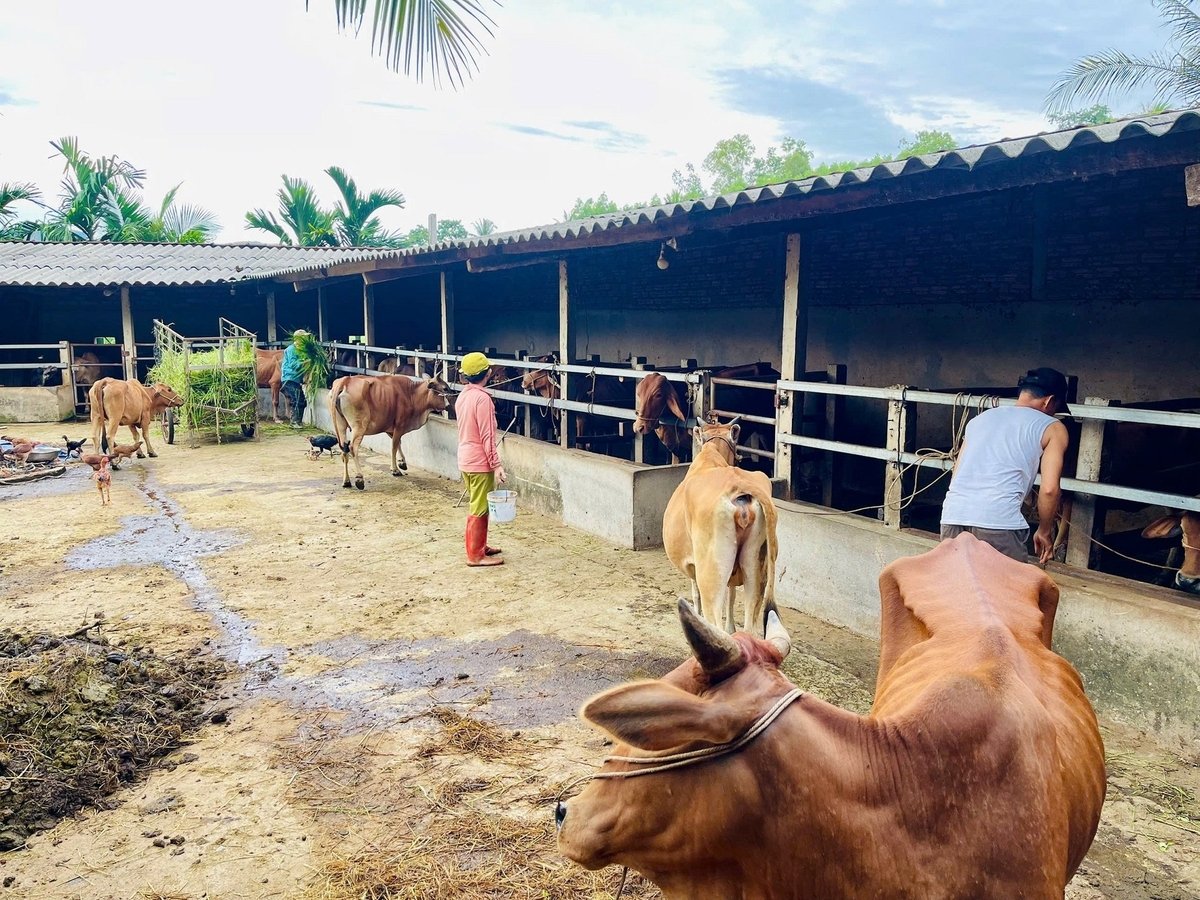 Trang trại bò quy mô 200 - 250 con ở xã Hoài Ân (Gia Lai) chuyên cung cấp bò giống cho người chăn nuôi các tỉnh khu vực miền Trung - Tây Nguyên. Ảnh: V.Đ.T.