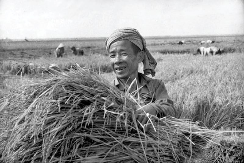 Nông dân thu hoạch lúa xuân. Ảnh: TL.