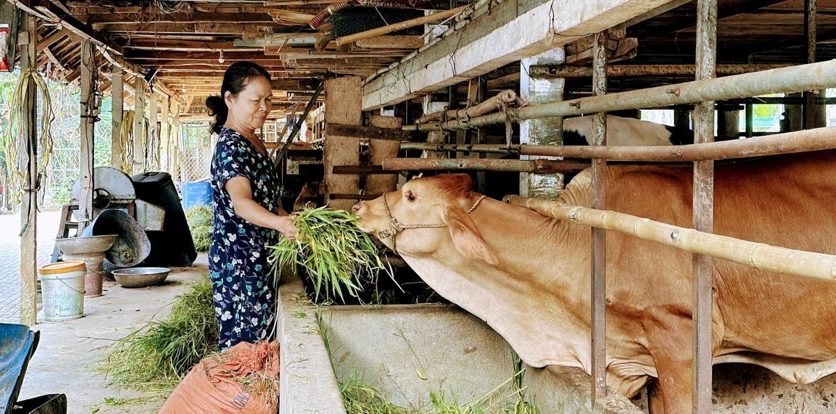 Để công tác lai tạo đàn bò thành công thì bò cái nền phải có tỷ lệ máu lai từ 70% trở lên. Ảnh: V.Đ.T.