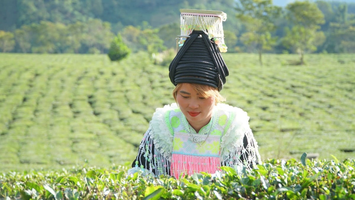 Cuộc sống của chị Phàm Thị Mẩy giờ đã khấm khá nhờ cây chè. Ảnh: Đức Bình.